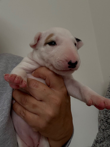 Quality bull terrier puppy&rsquo;s
