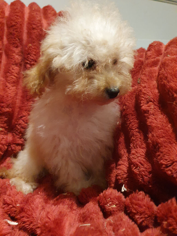 Miniature Labradoodle Litter