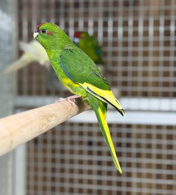 Kakarikis