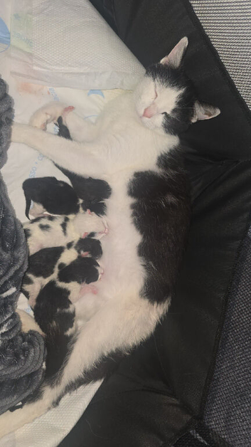 Mixed Litter Of Beautiful Kittens