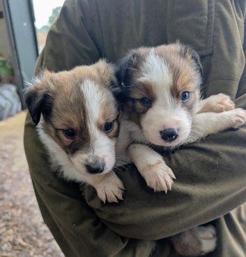 Border Collie puppies