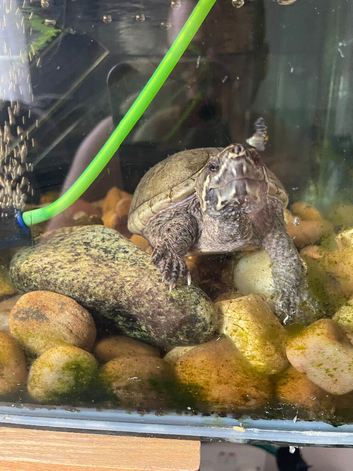 2x turtles and tank setup