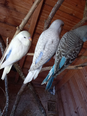 Hand tame Baby budgies