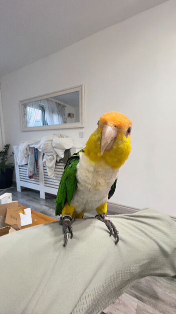 Hand tamed white bellied caique parrot