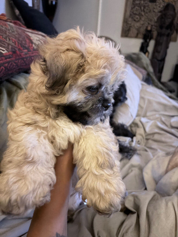 Cockapoo and shitzu mix small dog