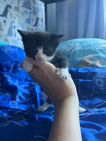 X2 male kittens ready to go now