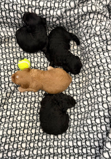 Miniature cockerpoo puppies