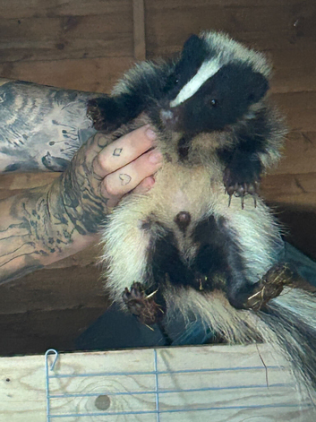 3 male baby skunks forsale