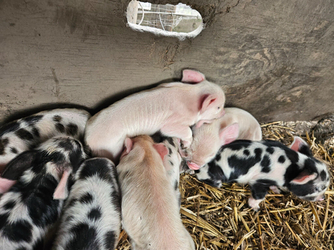 Full breed kunekune piglets