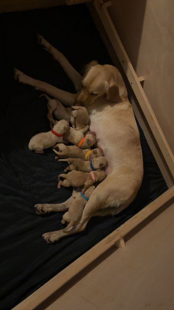 Labrador puppies