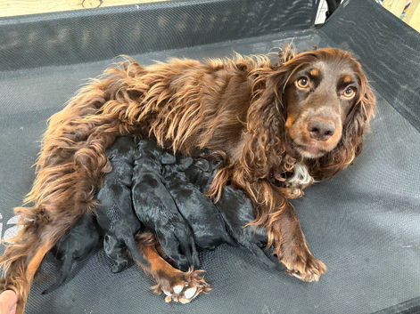 Beautiful Cockapoo Puppies &ndash; 3 Boys & 3 Girls  We are delighted to offer our gorgeous litter of 6 Cockapoo puppies looking for their forever homes.