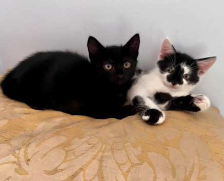 2 beautiful kittens ready for new home
