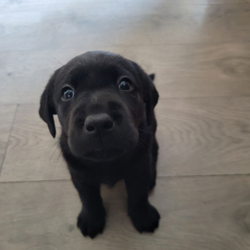 Working labrador puppies for sale