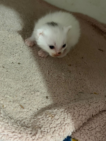 Gorgeous male