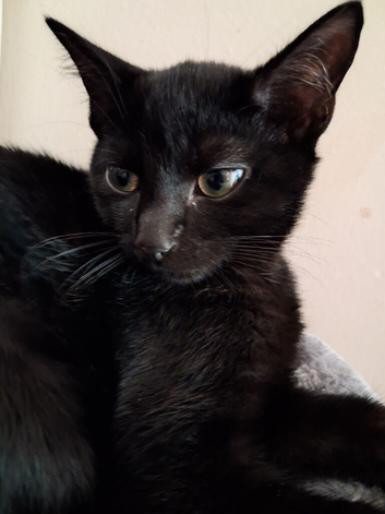 Rehoming sadly one of my girls