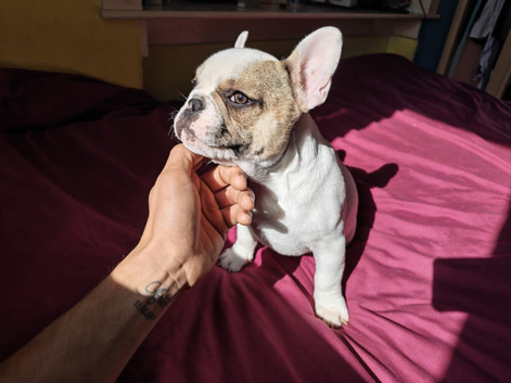 Beautiful puppy available