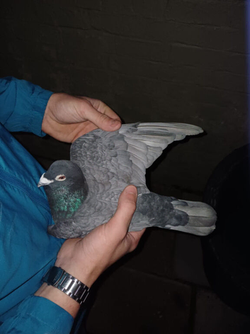 rubella spread rpra 2024 rung racing pigeons rare