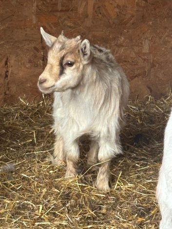 Cream Long Haired Pygmy Nanny