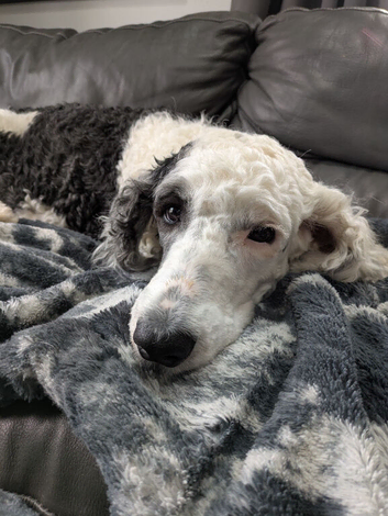 Outstanding Sheepadoodles