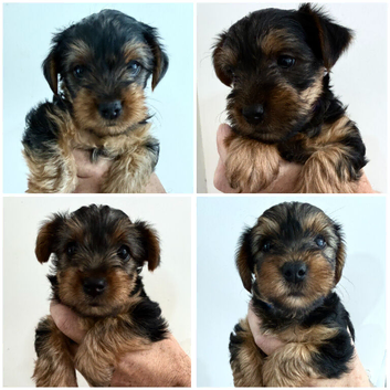 **READY NOW** Stunning Yorkshire Terrier Puppies