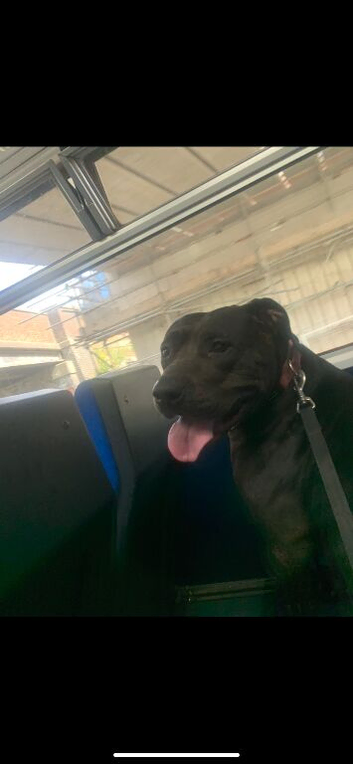 american bulldog x staffy puppies due