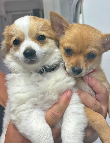 Pomchi pupps ready to go