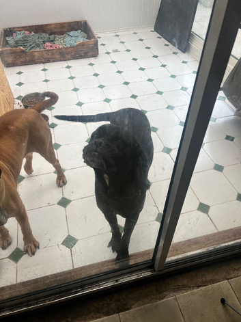 Cane corso for rehome