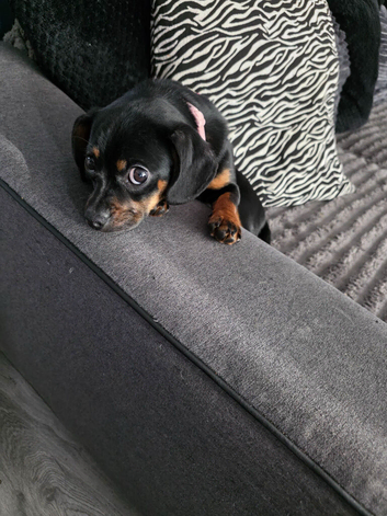 Dashaund/pug pup for sale