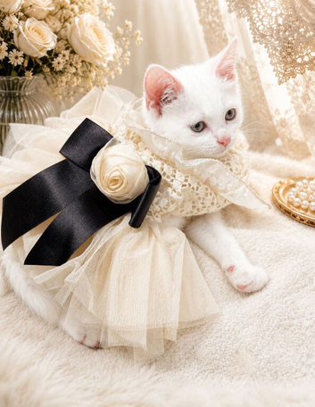 Adorable pure white female girl kitten affectionate