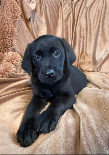 5 stunning goldador puppies