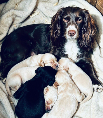 Cockapoo puppies