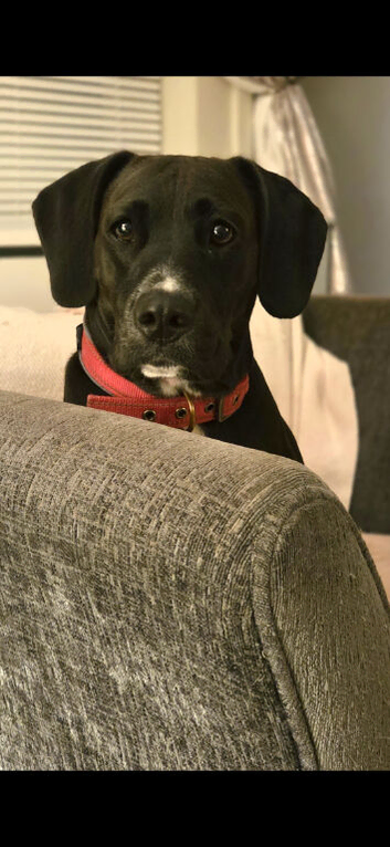 Toy cockapoo mix