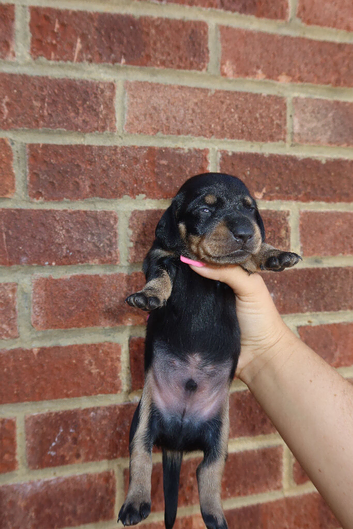 5 stunning miniature dachshunds puppies