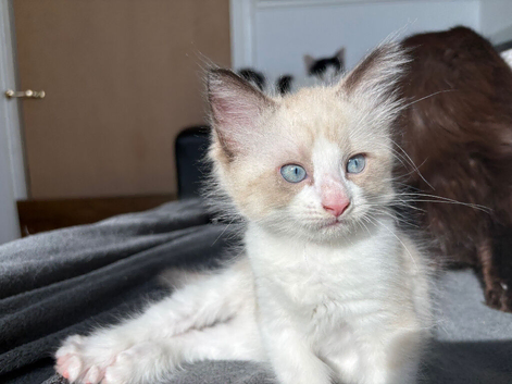 Beautiful ragcoon for sale