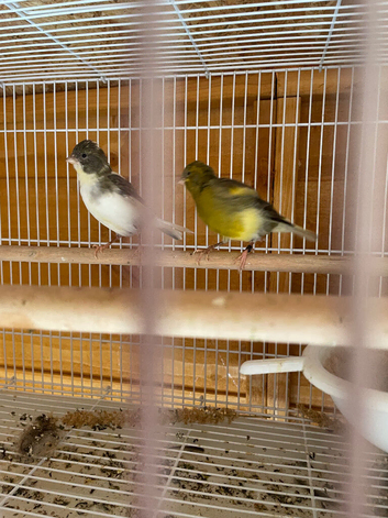 Breeding pair fifth canaries