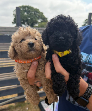 Beautiful Toy Poodle Puppies !!READY NOW!!