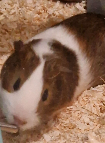 Bonded male pair of guinea pigs with cage