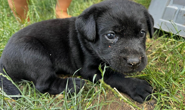 KC registered black chunky Labrador puppies.