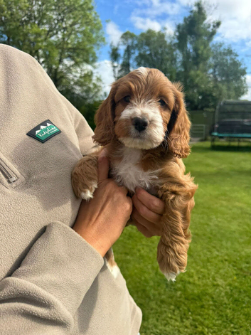 Beautiful little boy cockapoo