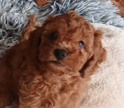 Adorable Cavapoos