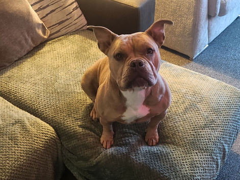 Female pocket rehome