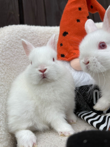 Pure Netherland dwarfs