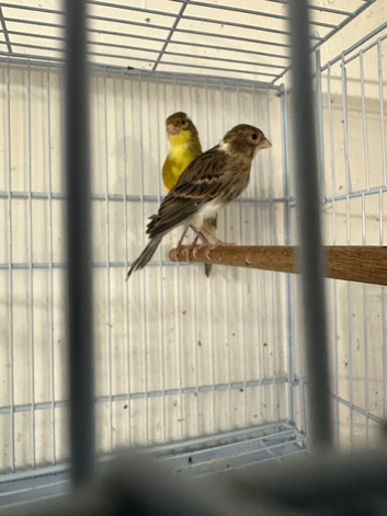 Canaries