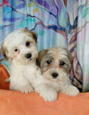 Last 2 boys remaining ️AMAZING full breed Havanese puppies