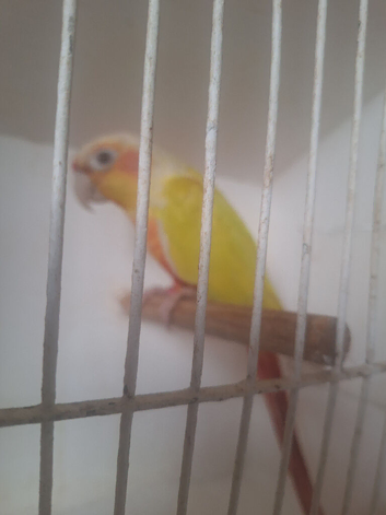 Various mutation conures