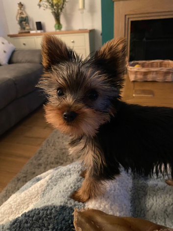 Yorkshire Terrier