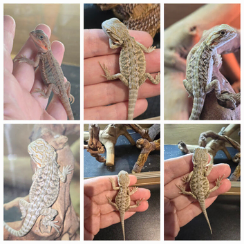 Baby bearded dragons