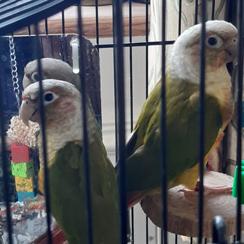 Pineapple & Green Cheek Breeding Pair & a Pineapple Pair