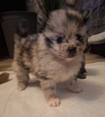 Beautiful tiny pomeranian pups