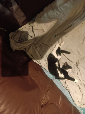 Female kitten 10 weeks wormed